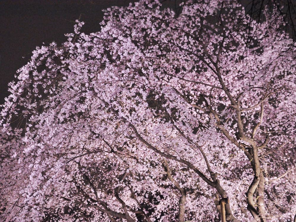 障害者の保養・宿泊施設｜埼玉県伊豆潮風館｜さくらの里夜桜ライトアップ　４月