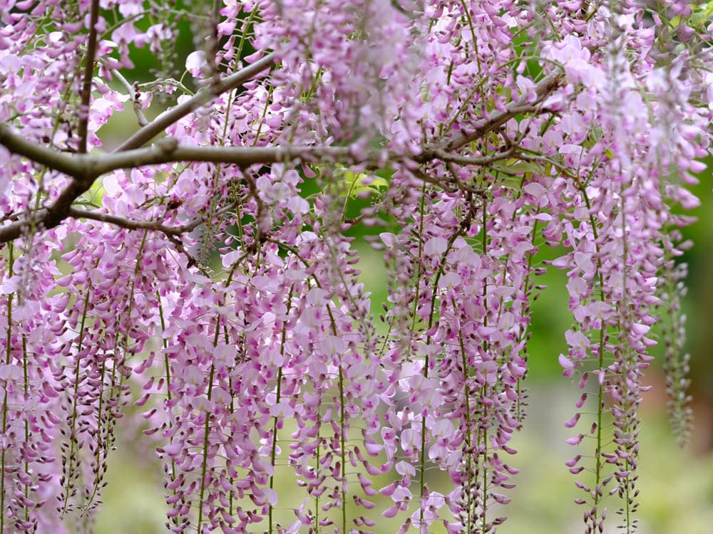 障害者の保養・宿泊施設｜埼玉県伊豆潮風館｜林泉寺藤の花　４月下旬