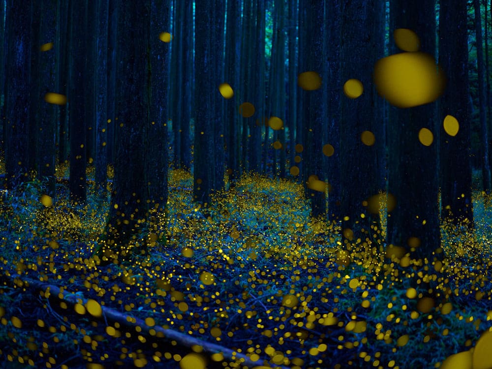 障害者の保養・宿泊施設｜埼玉県伊豆潮風館｜ホタル観賞　６月