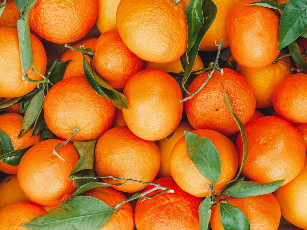 障害者の保養・宿泊施設｜埼玉県伊豆潮風館｜みかん狩り　１０月